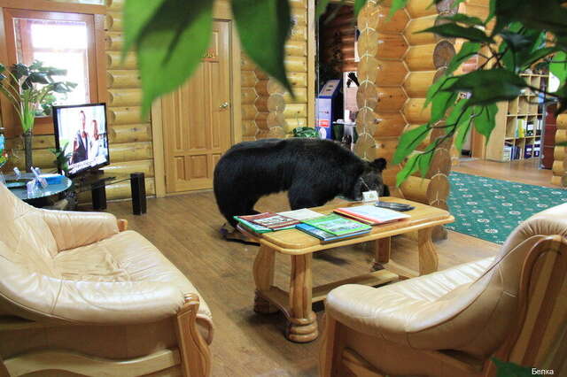 Отель Белка Южно-Сахалинск-166